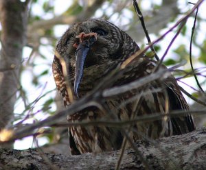 Barred Owl, mystery prey