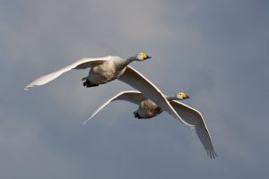 Whooper swans