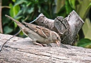 Common old sparrow