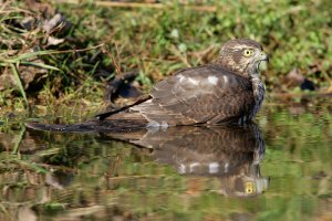 Sparrowhawk