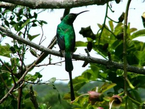 Malachite Sunbird