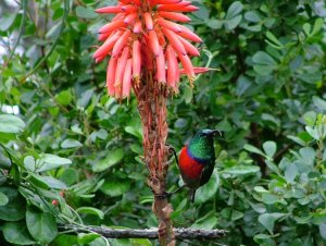 Greater Double-collared Sunbird