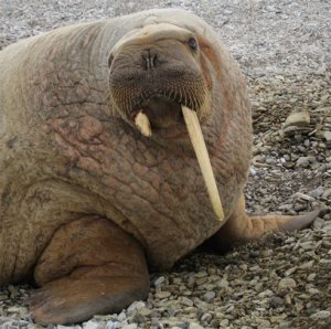 Walrus in Svalbard, Norway