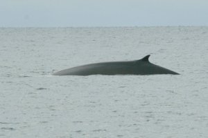 Finnwhale in Svalbard, Norway