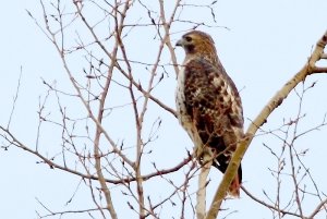 Red-tailed Hawk