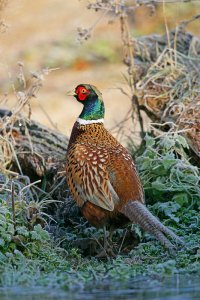 Pheasant and phrost