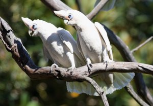 Corella Duet