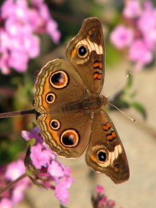 Common Buckeye