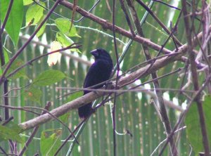 DB Blue-Black Grosbeak