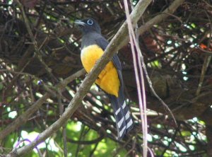 Black-headed Trogon