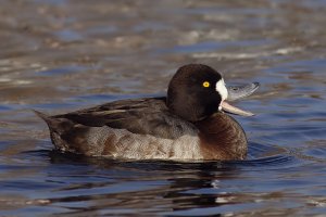 Hybrid tufted duck x greater scaup?
