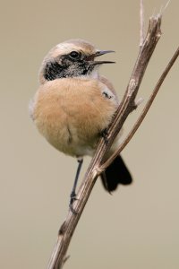 Desert Wheatear