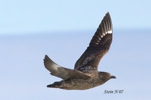 Great Skua at Svalbard