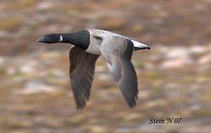 Brent Goose at 80N