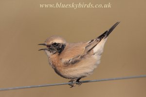 desert wheatear