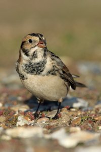 Lapland Bunting