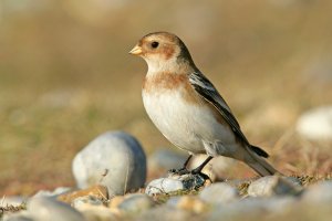 Snow Bunting