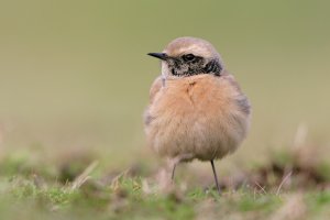 Desert  Wheatear