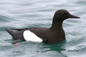 Black Guillemot at Svalbard