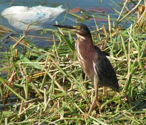 Green Heron