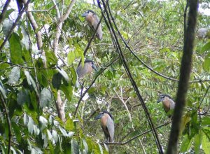 Boat-billed Herons