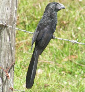 Groove-billed Ani