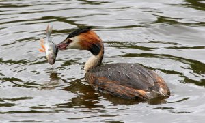 Great Crested Grebe-shopping for lunch