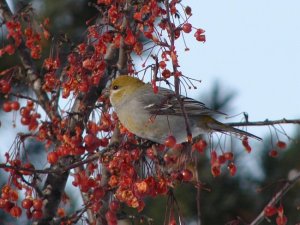 Pine Grosbeak