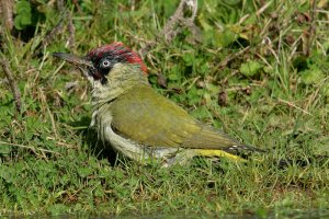 Green Woodpecker