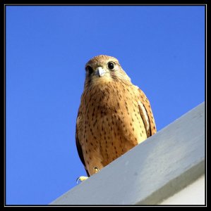 Lesser Kestrel