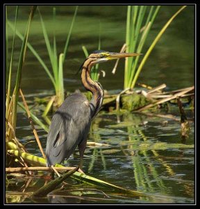 Purple Heron