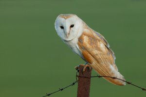 Barn Owl