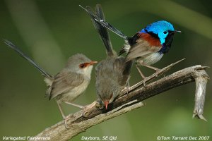 Variegated Fairywrens