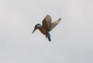 Kingfisher in flight