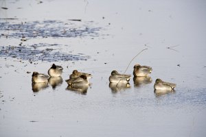 Sleeping Teal