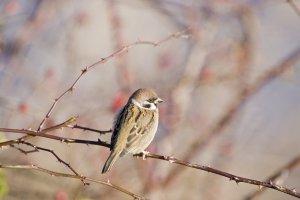 Obliging Tree Sparrow