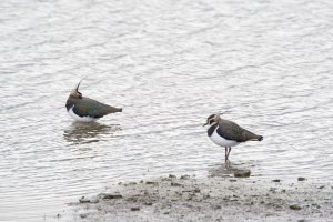 Winter lapwings