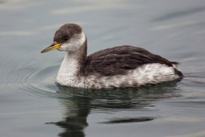 Red-necked grebe