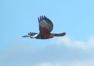 Ringed Kingfisher