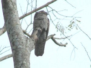 Northern Potoo