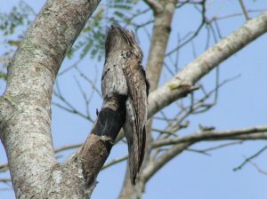 Northern Potoo