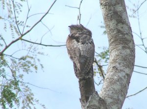 Northern Potoo