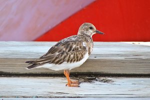 Tame Ruddy Turnstone