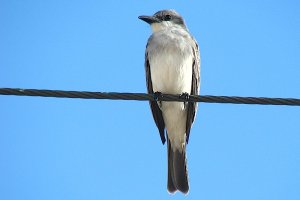 Gray Kingbird