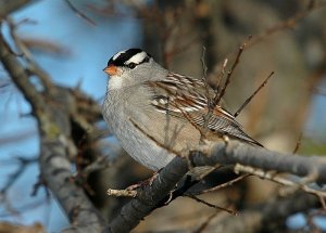 White- Crowned Sparrow