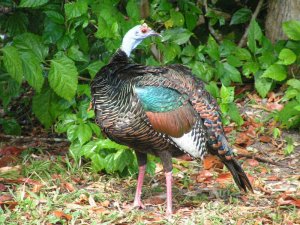 Ocellated Turkey