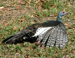 Ocellated Turkey