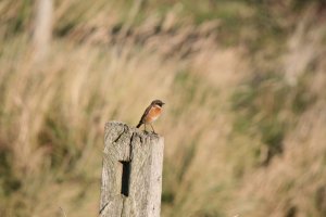 Stonechat