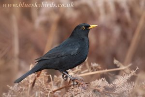 blackbird