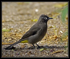 Cape Bulbul